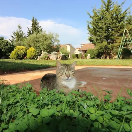 Luna By Interhome Porec